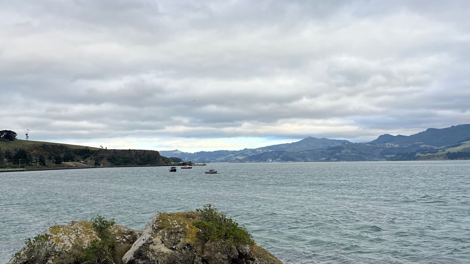 Dunedin Harbour seen from the water, with small moored boats and the peninsula beyond